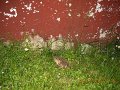 20100705213516